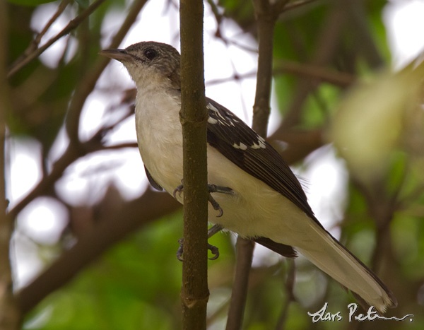Spotted Greenbul